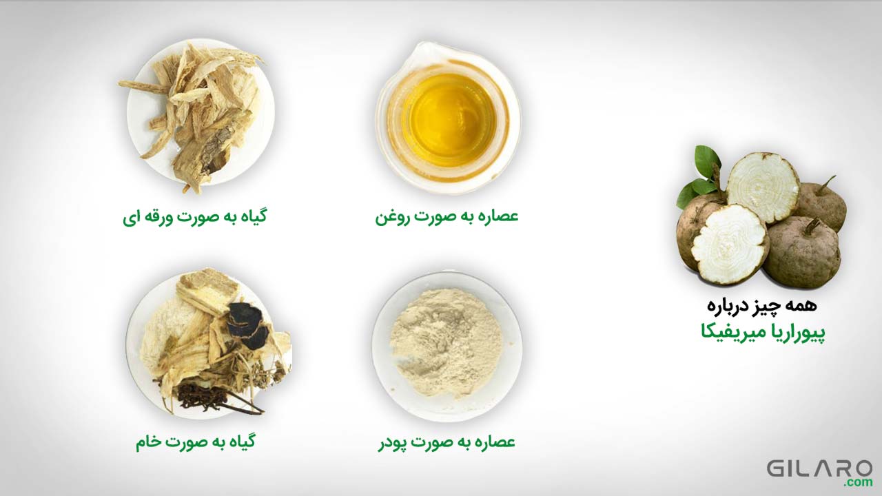 پیوراریا میریفیکا چیست؟ بررسی کاربردها، فواید، عوارض و موارد منع مصرف
